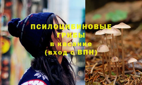 хмурый Аркадак